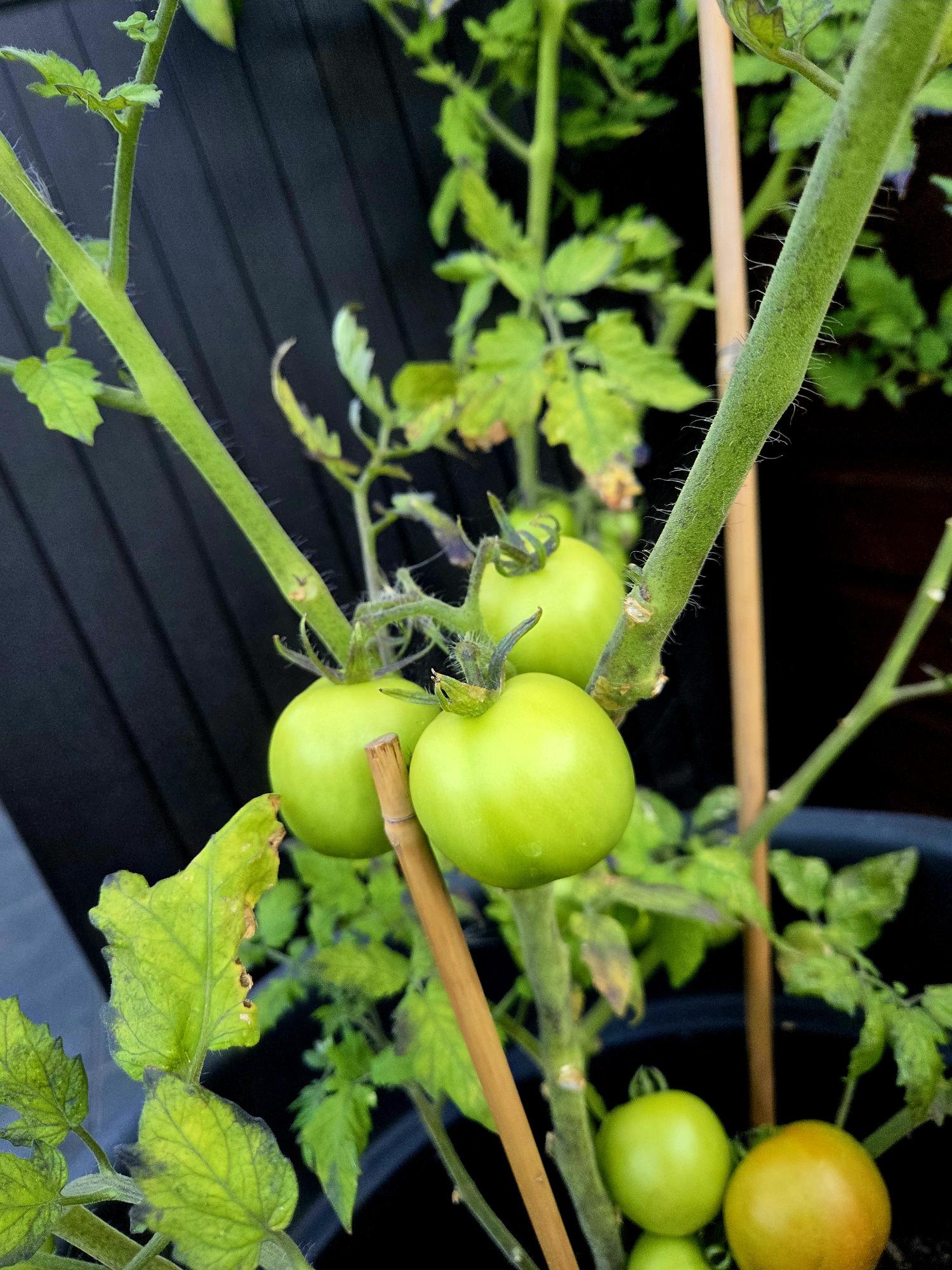 A tomato plant bearing some green tomatoes of varying sizes, shooting forth from a 
    thick green stem.